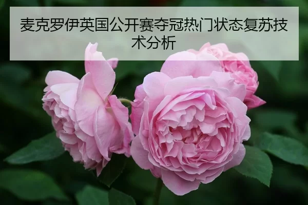 mai-ke-luo-yi-ying-guo-gong-kai-sai-duo-guan-re-men-zhuang-tai-fu-su-ji-shu-fen-xi-3-560.jpg